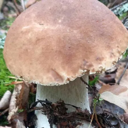 Nyaraló Holenderki Na Zielonych Wzgorzach, Lowyn
